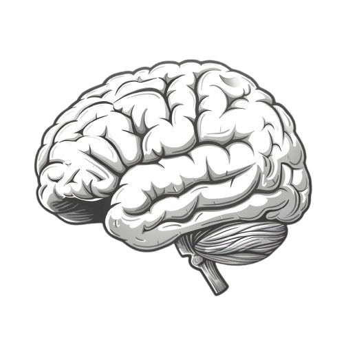 Illustration of the human brain