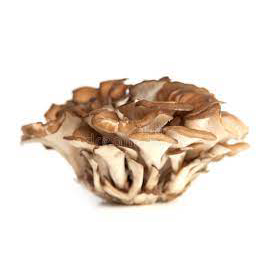 Maitake