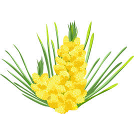 Pine Pollen